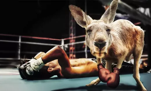 Quais são as principais técnicas do boxe?
